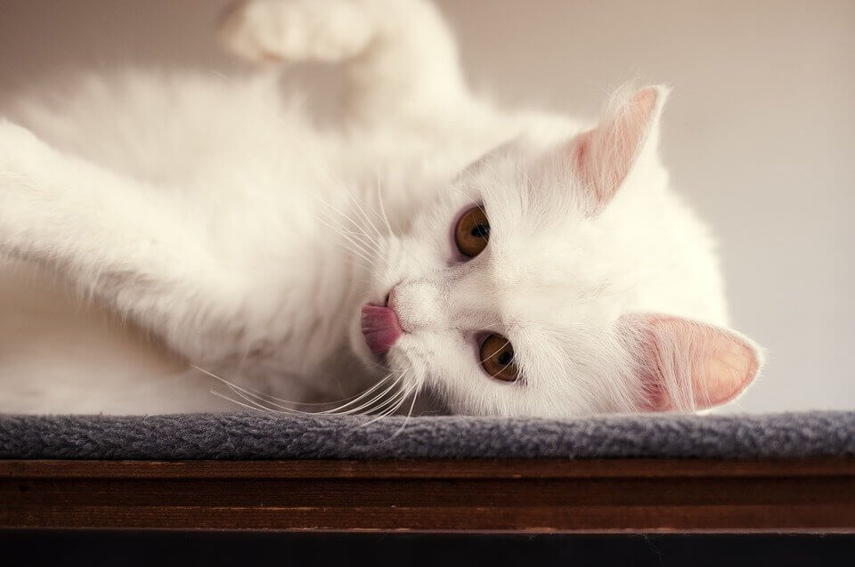 Фото ангорского котенка
