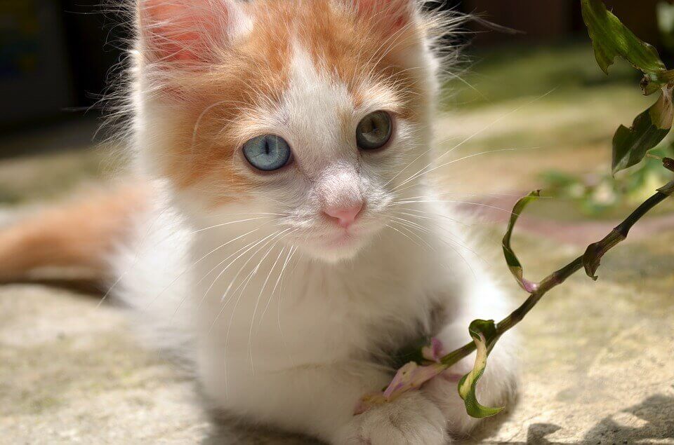 Фото котенка турецкий ван