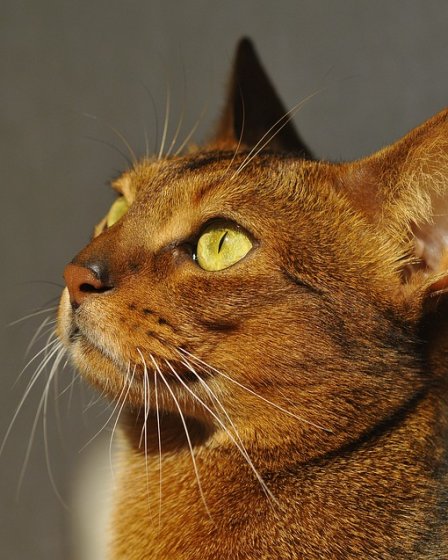 Фотография абиссинской кошки
