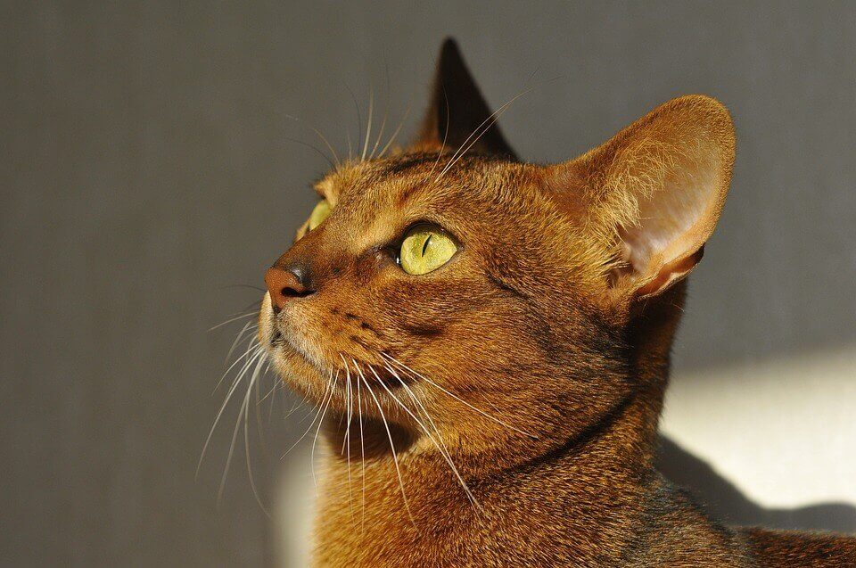 Фотография абиссинской кошки