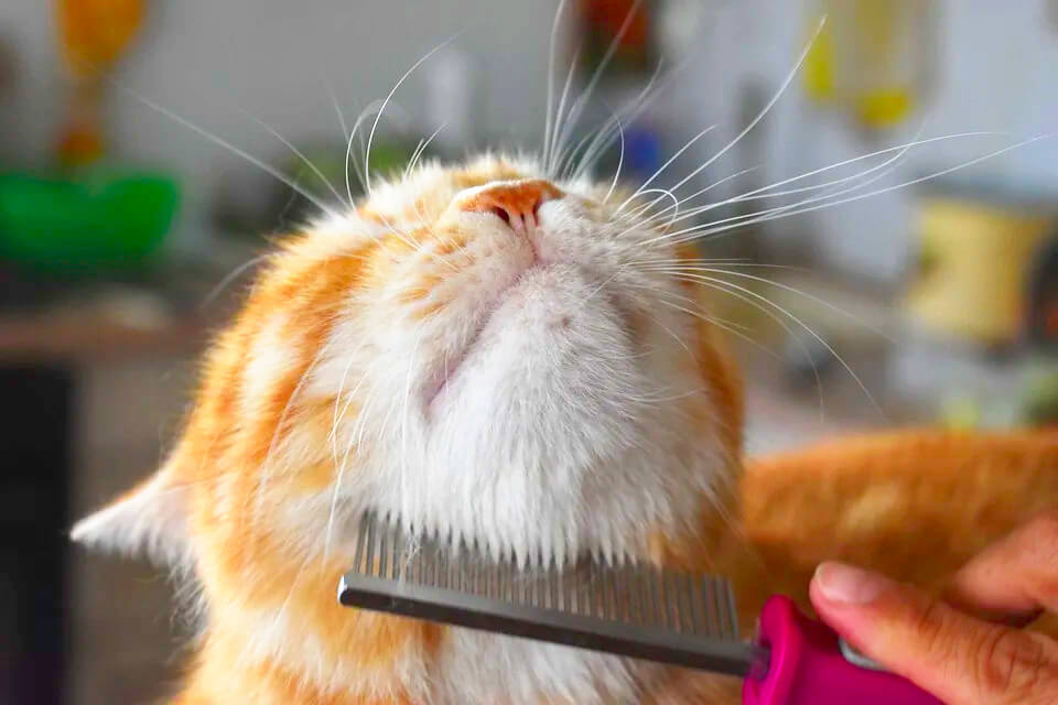 Как вычесать шерсть у кошки