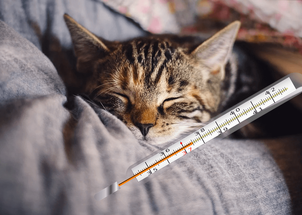 Какая температура должна быть у кошки