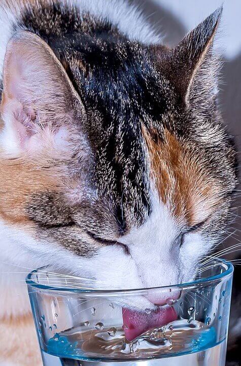 Кошка пьет много воды - причины и пследствия