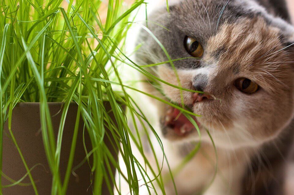 Кошки любят траву