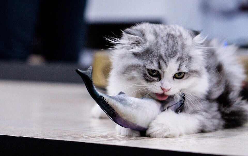 Можно ли давать кошкам рыбу