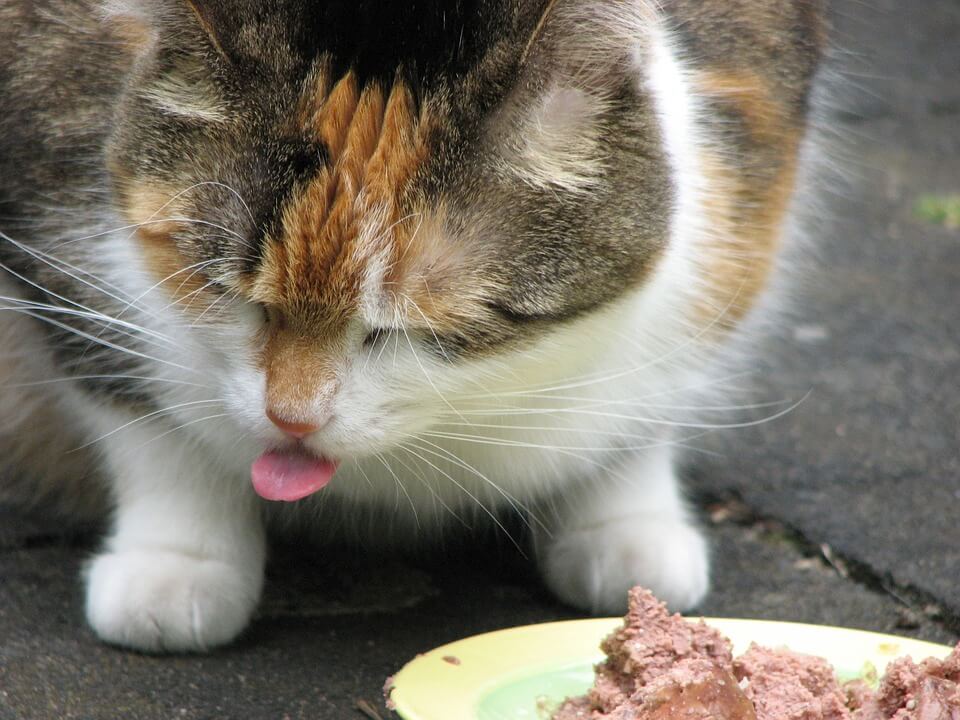 Можно ли кормить кошек мясом