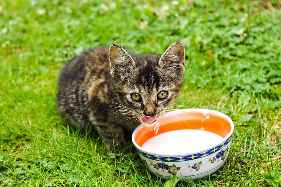 Можно ли поить кошек молоком