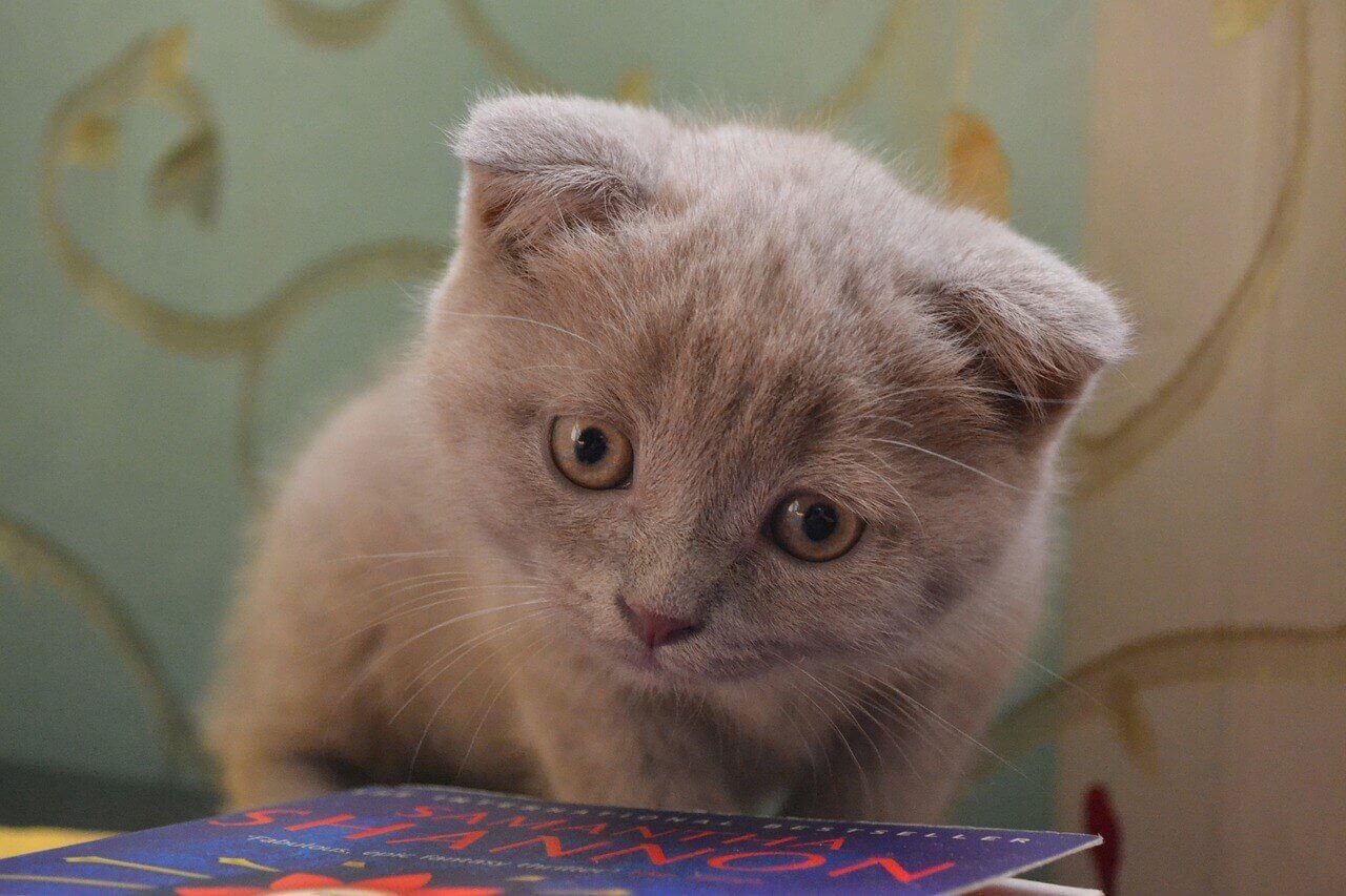 Одноцветный котенок Скотиш-Фолд