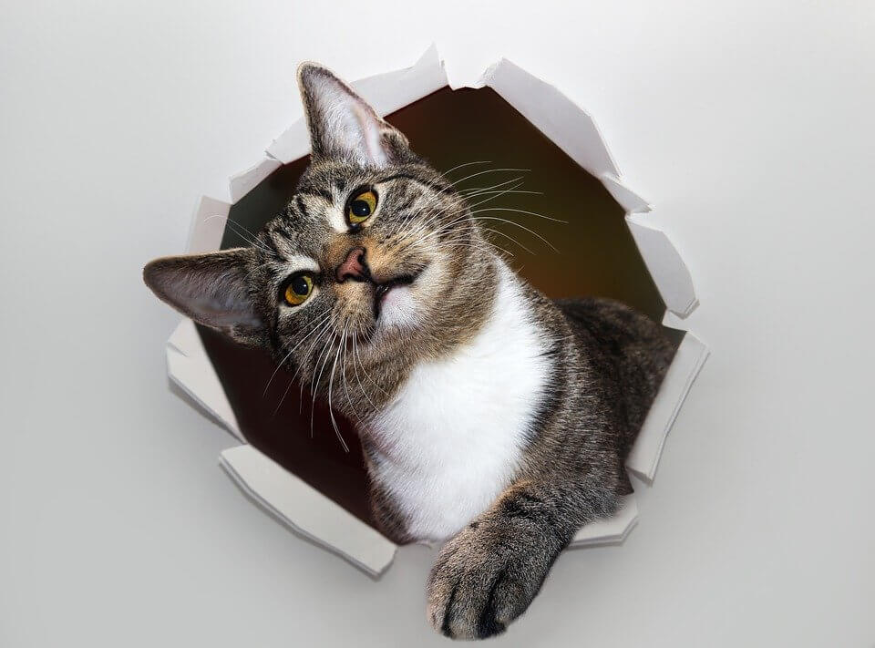 Почему кошка рвет бумагу
