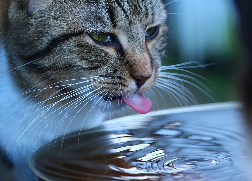 Почему кошка стала много пить