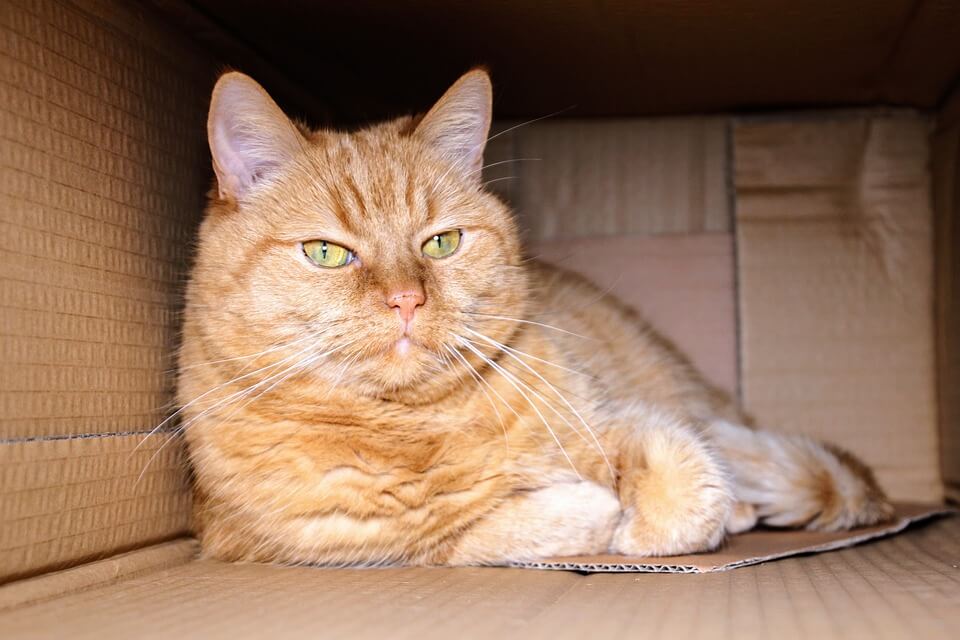 Почему кошки люят коробки и пакеты