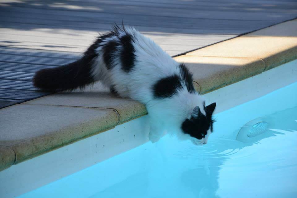 Почему некоторые кошки не боятся воды