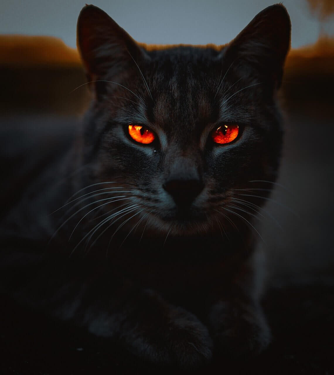 Почему у кошек ночью светятся глаза