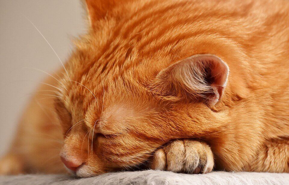 Сколько часов в сутки спят кошки