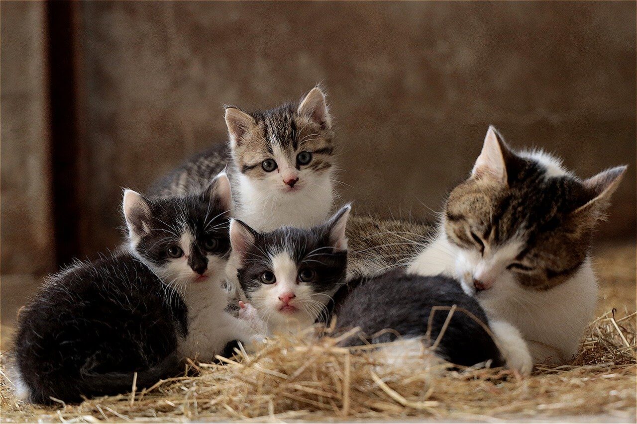 Сколько котят может родить кошка за всю жизь