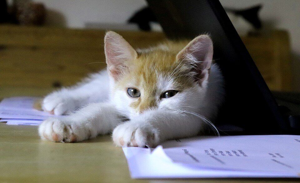 Зачем кошки едят бумагу